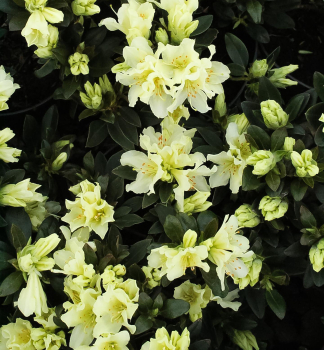 Rhododendron 'GOLDEN WONDER' 20-30 cm, Cont. 2,5 l