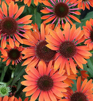 Sonnenhut (Echinacea) ORANGE PEARL Cont. 0,5 l