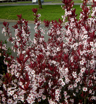 Zwerg-Blutpflaume (Prunus cistena) 70-80 cm, kont. 2,5 l