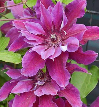 Clematis 'MY BEAUTY' 40-50 cm, Cont. 1,6 l, Pflanze mit Rankhilfen