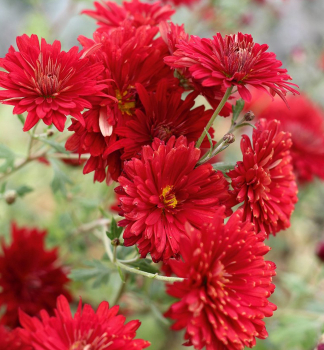 Herbst-Chrysanthemen DUCHESS OF EDINBURGH Cont. 0,5 l