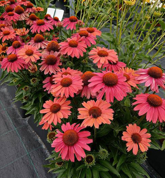 Sonnenhut (Echinacea) MEDITATION CERISE Cont. 0,5 l