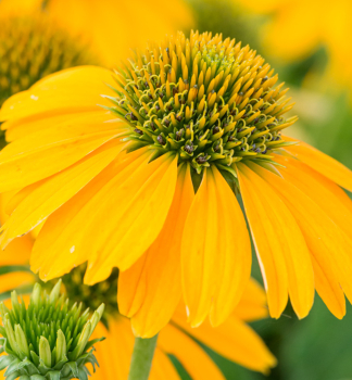 Sonnenhut (Echinacea) SUN MAGIC FANTASTIC YELLOW Cont. 0,5 l