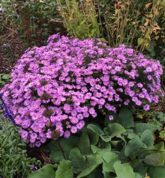 Kissen-Aster HERBSTGRU VOM BRESSERHOF Cont. 0,5 l