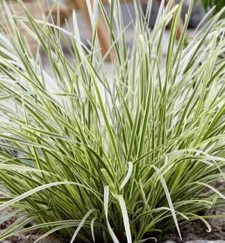 Lomandra langblttrig WHITE SANDS Cont. 0,5 l