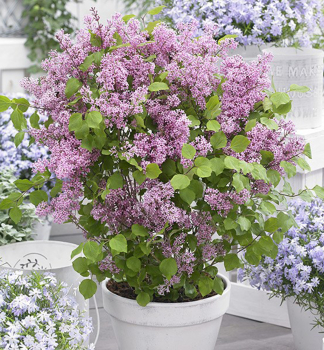 Meyers Flieder FLOWERFESTA PURPLE 40-50 cm, Cont. 2,5 l