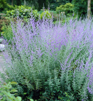 Blauraute RUSSIAN SAGE Cont. 0,5 l