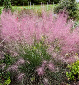 Rosa Haargras RUBY Cont. 0,5 l