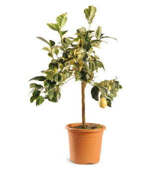 Zitronenbaum LIMONE VARIEGATO 40-50 cm, Cont. 2 l