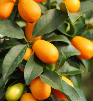 Kumquat MEIWA 20-30 cm, Cont. 2 l