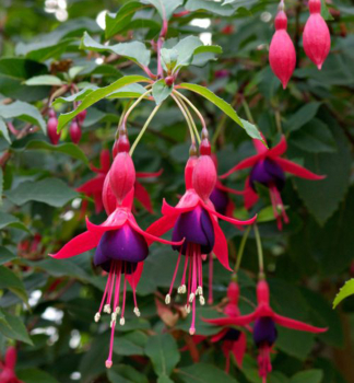 Fuchsia MRS. POPPLE Cont. 0,5 l