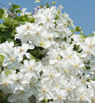 Clematis SNOW STORM 30-40 cm, Cont. 1,6 l, Pflanze mit Rankhilfen