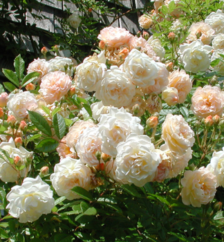 Kletterrose 'GHISLAINE DE FLIGONDE', Cont. 1,6 l