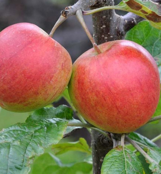 Apfel MATKINO Unterlage M26, wurzelnackt