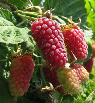 Dornenlose Him-Brombeere 'LOGANBERRY' 50-60 cm, Cont. 2 l