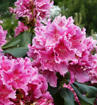 Rhododendron CLAUDINE 30-40 cm, Cont. 4 l