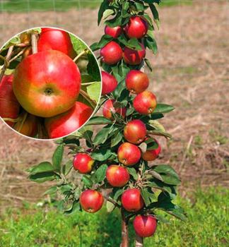 Sulenapfel 'VESNA' Unterlage M7, wurzelnackt