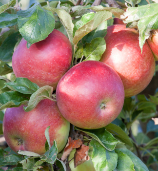 Sulenapfel CUMULUS Unterlage MM106, wurzelnackt