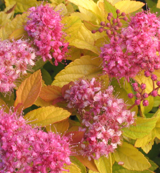 Spiraea japonica GOLDEN PRINCESS detail kvetov a listov