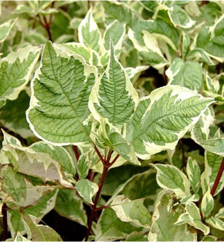 Cornus alba ELEGANTISSIMA, detail listu