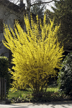 Forsythia intermedia GOLDRAUSCH