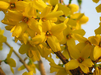 Forsythia intermedia GOLDRAUSCH detail kvetu