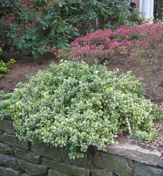 Euonymus fortunei EMERALD GAIETY