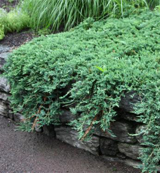 Juniperus horizontalis WILTONII