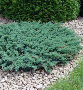 Juniperus horizontalis WILTONII v zhone