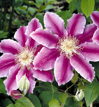 Clematis DR. RUPPEL 40-50 cm, Cont. 2 l, Pflanze mit Rankhilfen