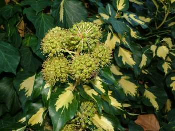 Hedera helix GOLDHEART  detail rastliny