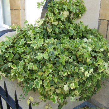 Hedera helix EVA