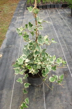 Hedera helix EVA, v ndobe