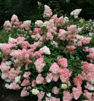 Hydrangea macrophylla