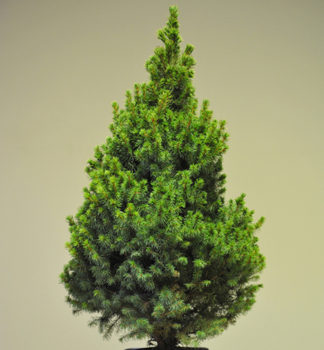 Picea glauca CONICA v ndobe