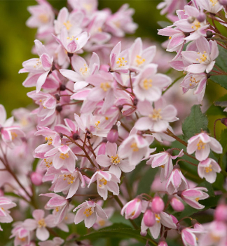 Deutzie YUKI CHERRY BLOSSOM 40-50 cm, Cont. 12 l