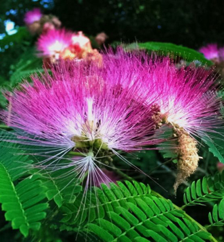 Detail kvetu Albizia julibrissin Ombrella.