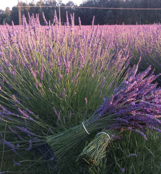 Lavendel PHENOMENAL, Cont. 0,5 l