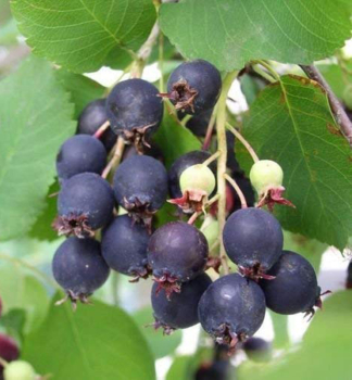 Erlenblttrige Felsenbirne SASKATOON BERRY 70-80 cm, Cont. 4 l