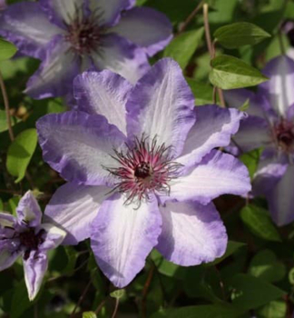 Clematis 'MISAY' 30-40 cm, Cont. 2 l, Pflanze mit Rankhilfen