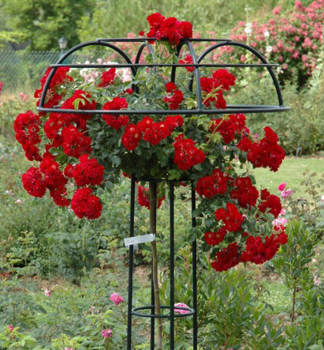 Stammrose 'RED' * berhngend, auf Stamm 100 cm, Wurzelballen