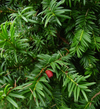 Taxus media HICKSII detail ihliia