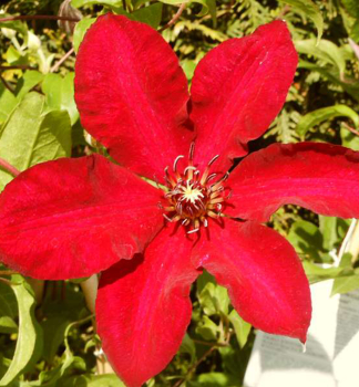 Clematis 'SOLIDARNOSC' 30-40 cm, Cont. 2 l