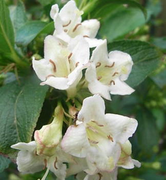 Weigela florida BRISTOL SNOWFLAKE detail kvetu