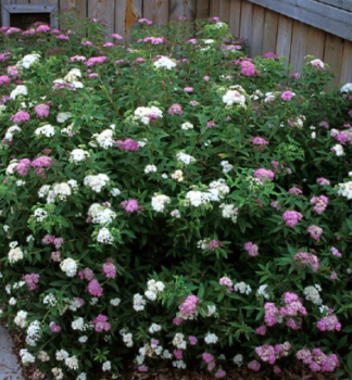 Spiraea japonica GENPEI