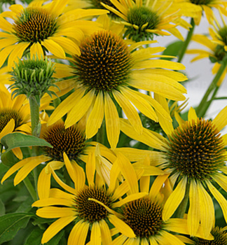 Sonnenhut (Echinacea) FOUNTAIN YELLOW Cont. 0,5 l