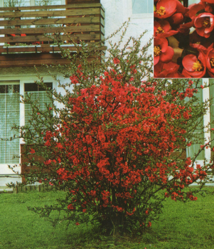 Chaenomeles japonica CRIMSON AND GOLD