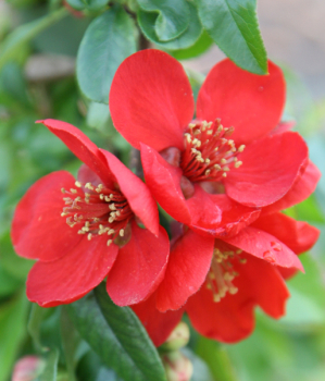 Chaenomeles japonica CRIMSON AND GOLD, detail kvetov