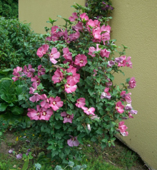 Hibiscus syriacus WOODBRIDGE