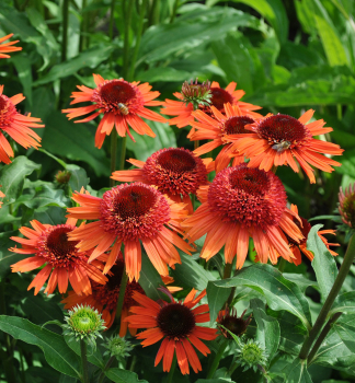 Sonnenhut (Echinacea) CARROT CAKE Cont. 0,5 l